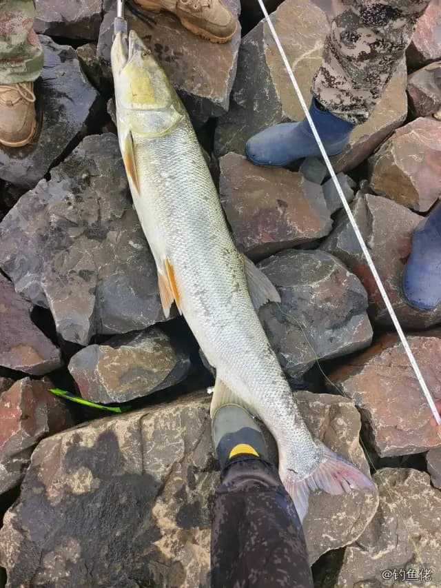 鳡鱼钓获 8kg