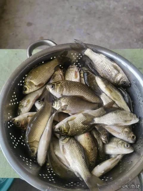 鲫鱼钓获 0.45kg