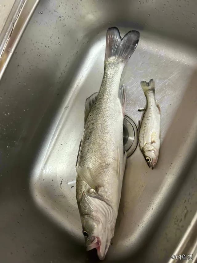 中国花鲈钓获 1.7kg