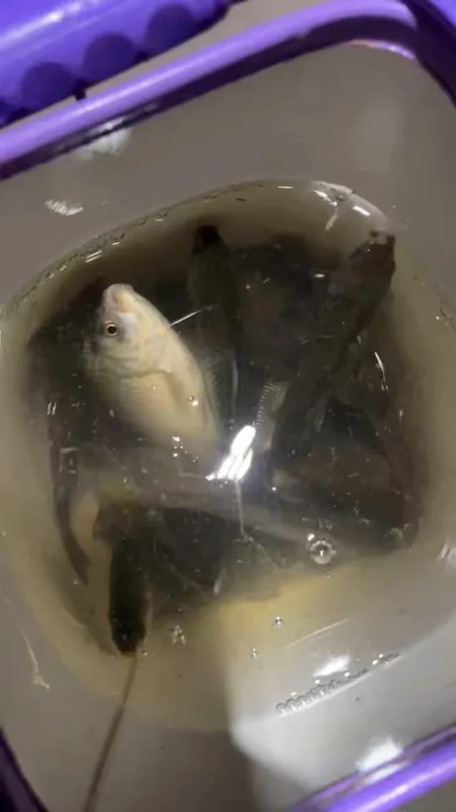 黄颡鱼钓获 0.03kg