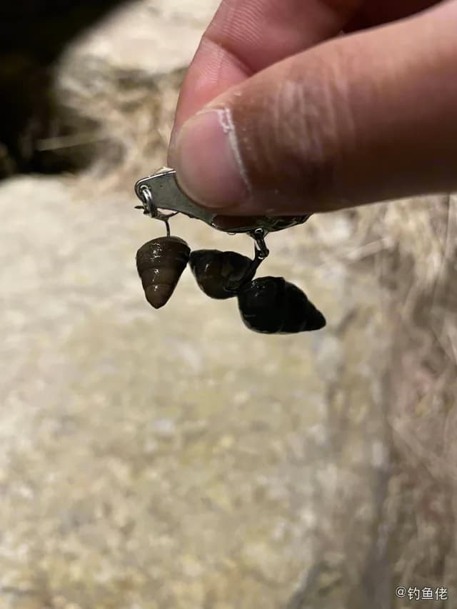 翘嘴鲌钓获 0.25kg