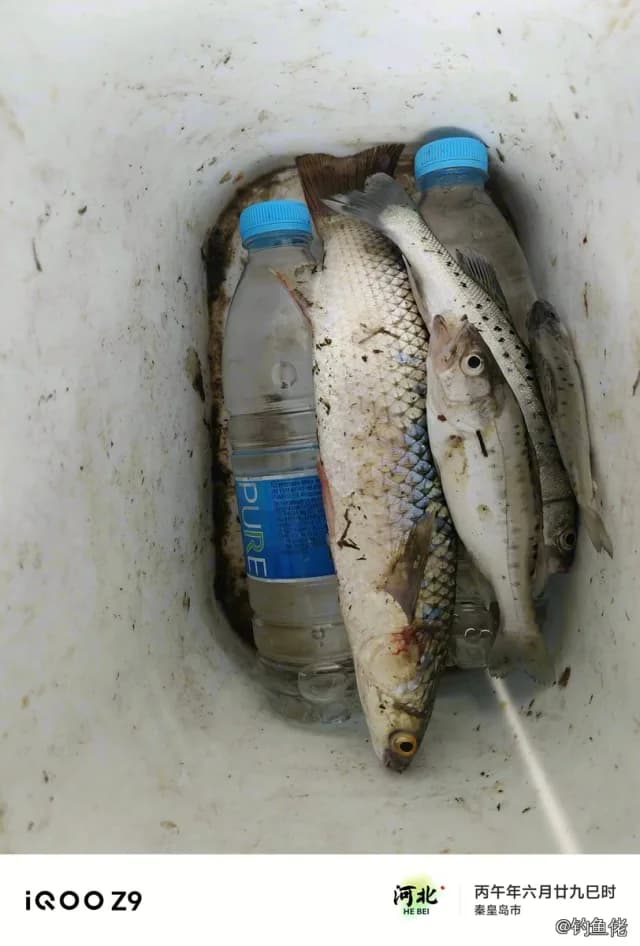 中国花鲈钓获 1.3kg