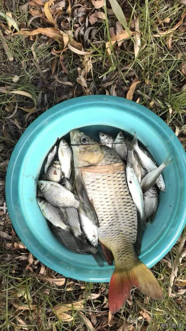 鲤鱼钓获 1.5kg