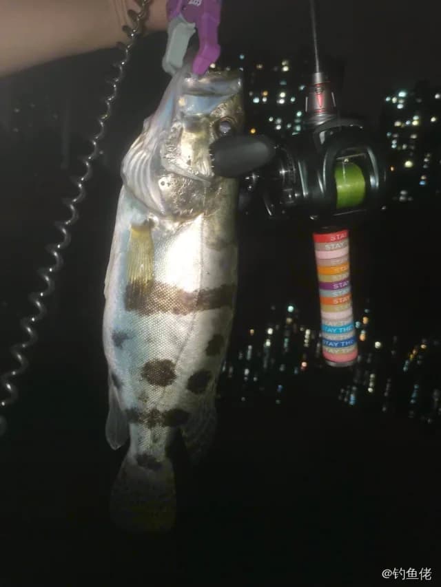 鳜鱼钓获 1kg