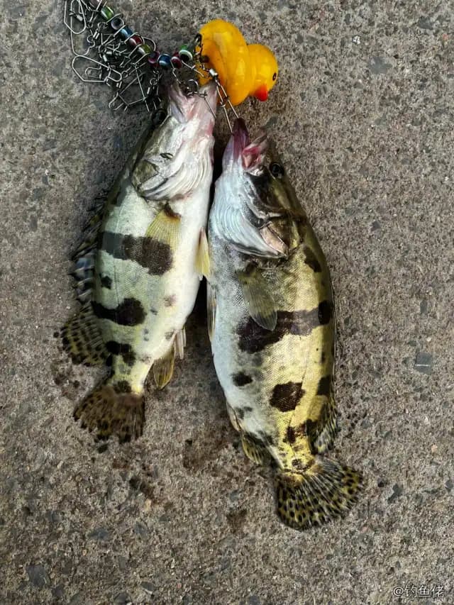鳜鱼钓获 1kg