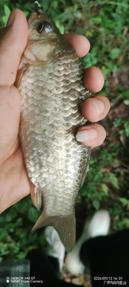 鲫鱼钓获 0.2kg