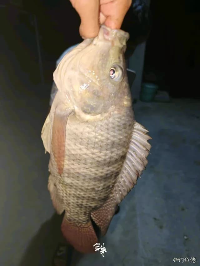 尼罗非鲫钓获 2kg