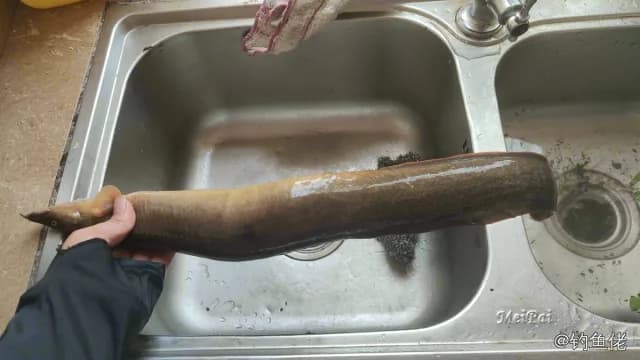 鼠鱚钓获 1.6kg