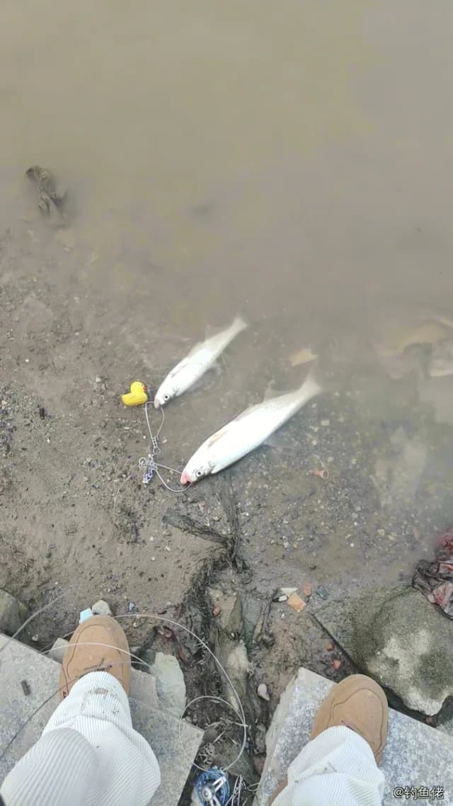 翘嘴鲌钓获 1kg