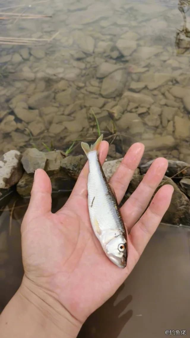 马口鱼钓获 0.01kg