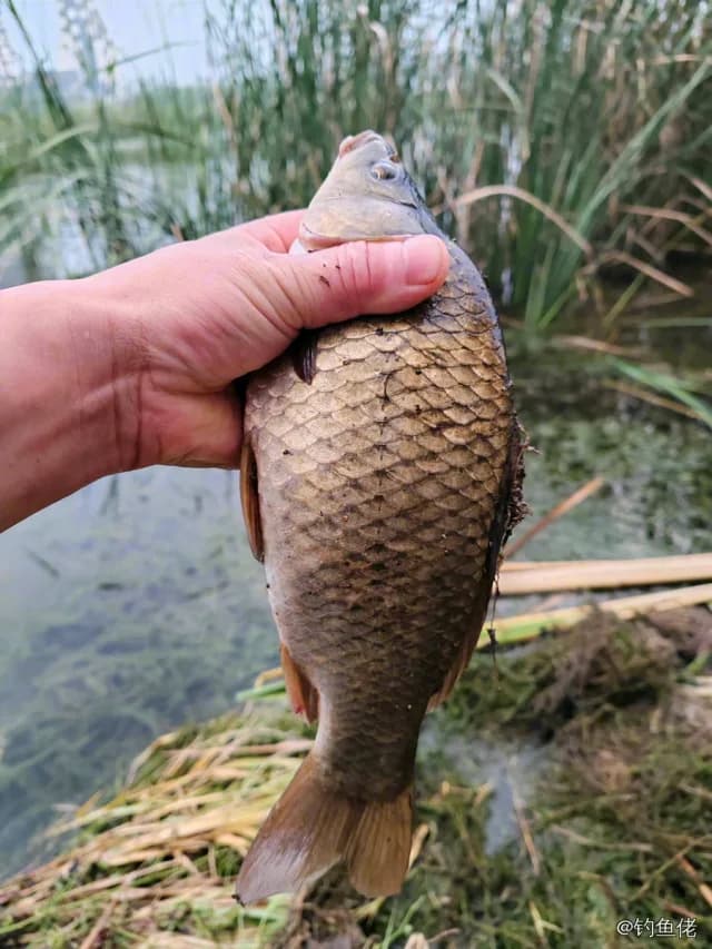 鲫鱼钓获 1.3kg