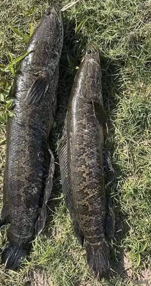 乌鳢钓获 9.4kg
