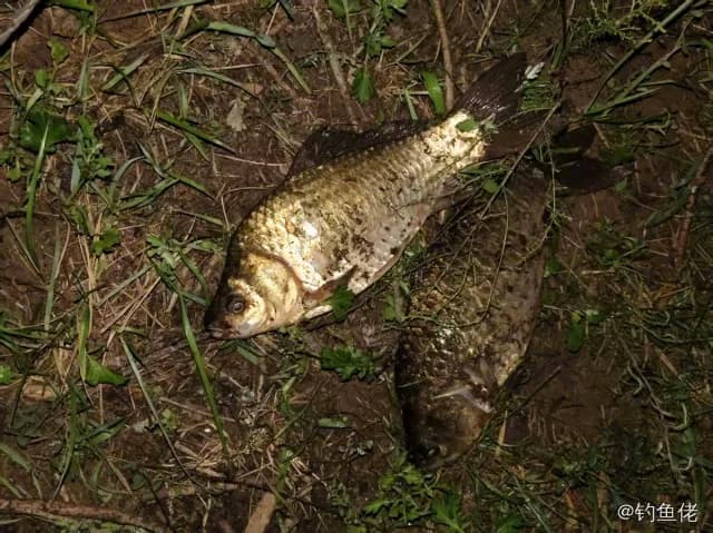 鲫鱼钓获 0.9kg