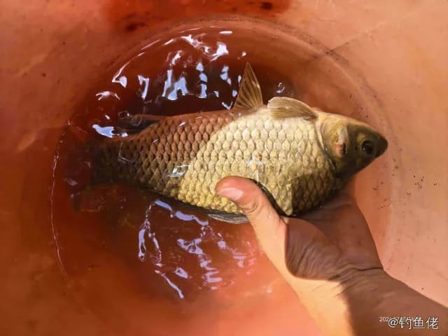 鲤鱼钓获 4kg