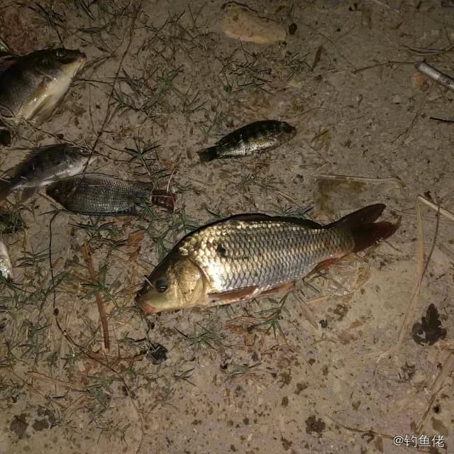 鲤鱼钓获 0.2kg