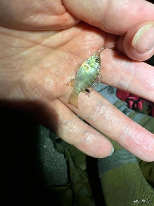 吉利非鲫钓获 0.1kg