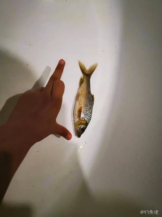 黄尾鲴钓获 0.1kg