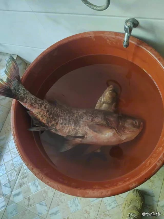 鳙鱼钓获 10.5kg