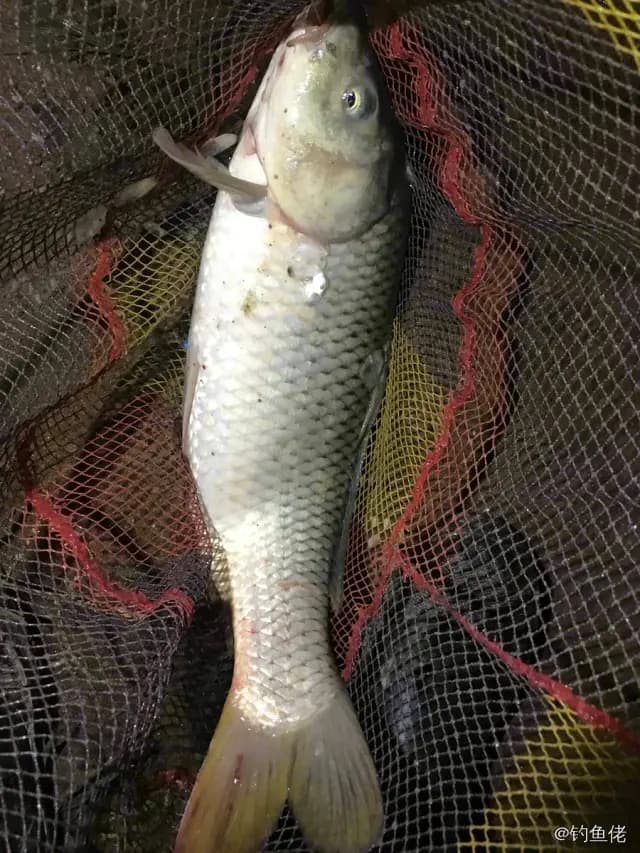 鲤鱼钓获 1.8kg