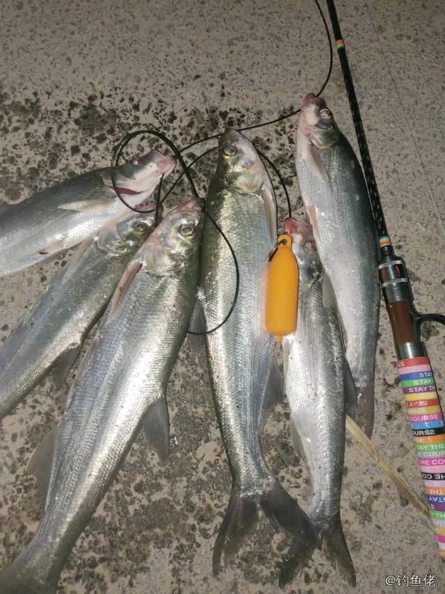 翘嘴鲌钓获 2kg