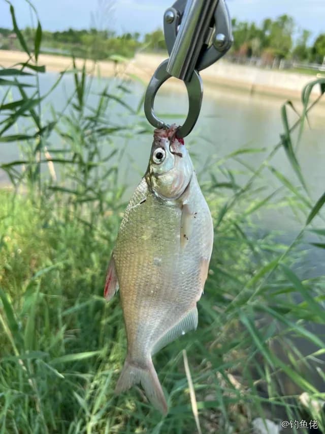 鳊鱼钓获 0.6kg