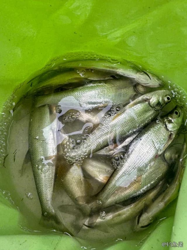 红鳍鲌钓获 0.9kg