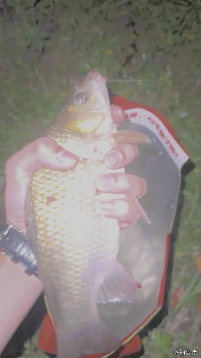 鲫鱼钓获 1.3kg