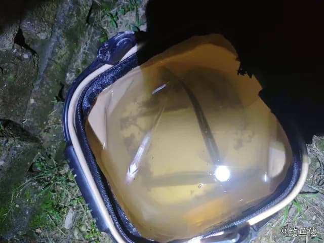 翘嘴鲌钓获 0.2kg