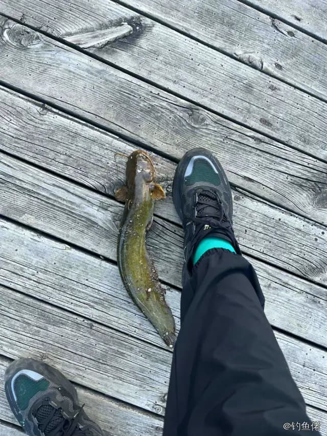 鲶鱼钓获 2.5kg