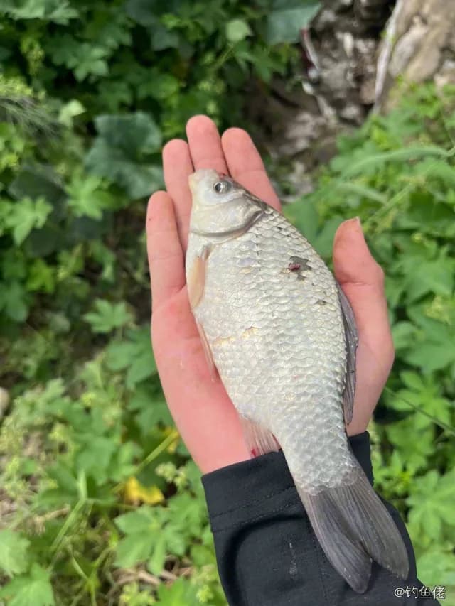 鲫鱼钓获 0.45kg
