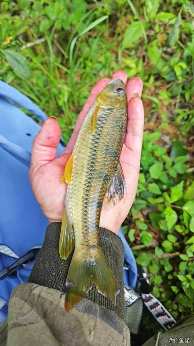 侧条光唇鱼钓获 0.2kg