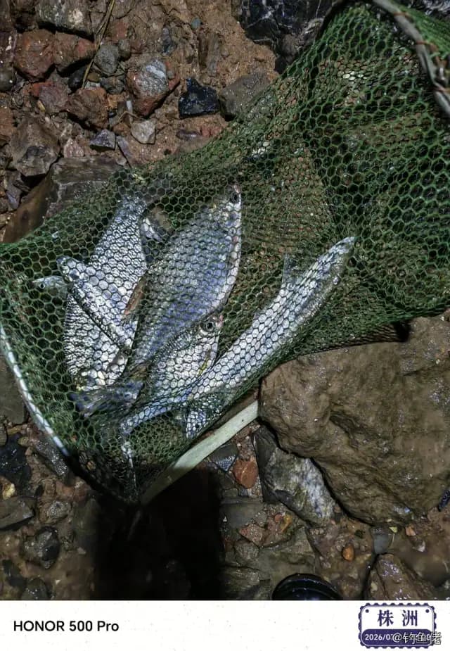 银鲳钓获 0.3kg