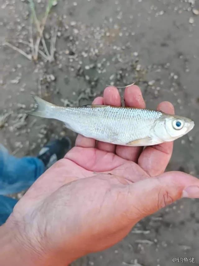 瓦氏雅罗鱼钓获 0.1kg