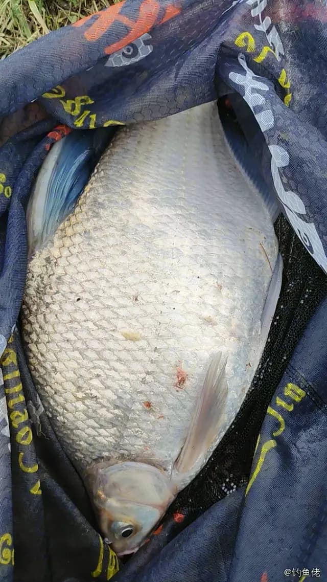 团头鲂钓获 0.5kg