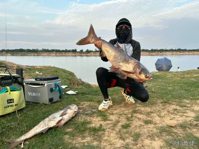 鳙鱼钓获 12kg