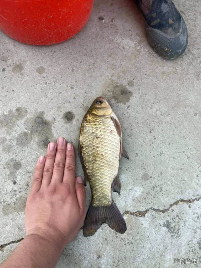鲫鱼钓获 0.45kg