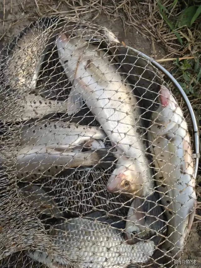 鲶鱼钓获 3kg