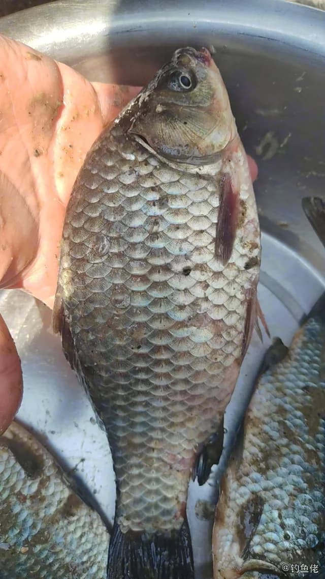 鲫鱼钓获 0.45kg