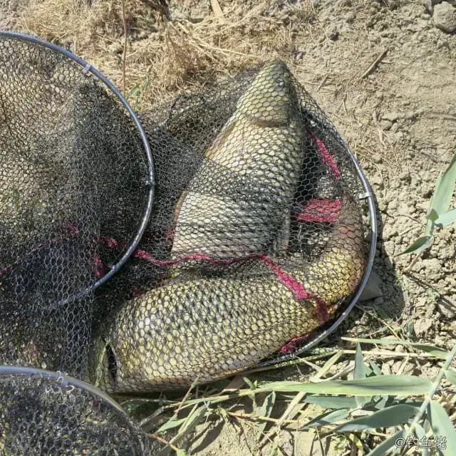 鲤鱼钓获 2kg