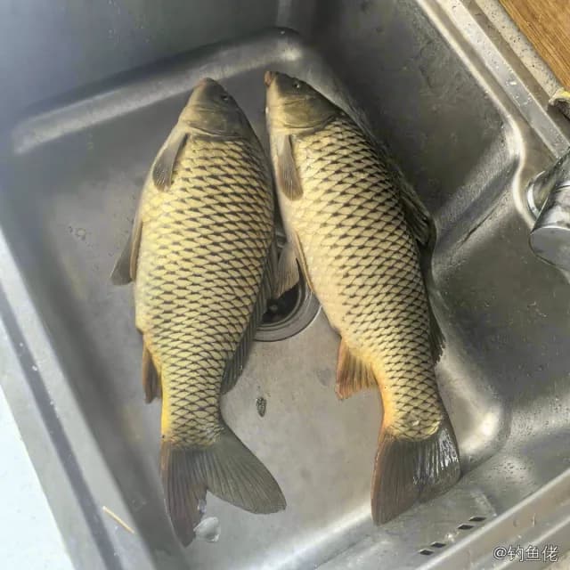 鲤鱼钓获 4kg