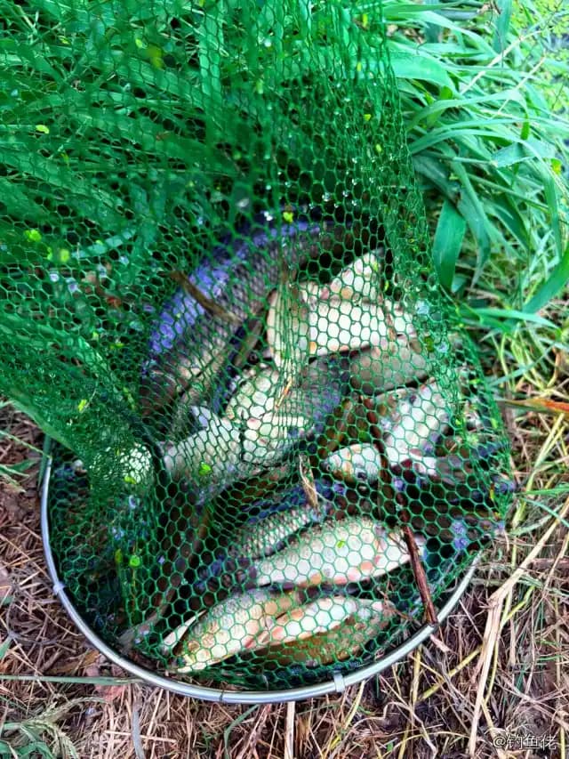 鲤鱼钓获 0.6kg