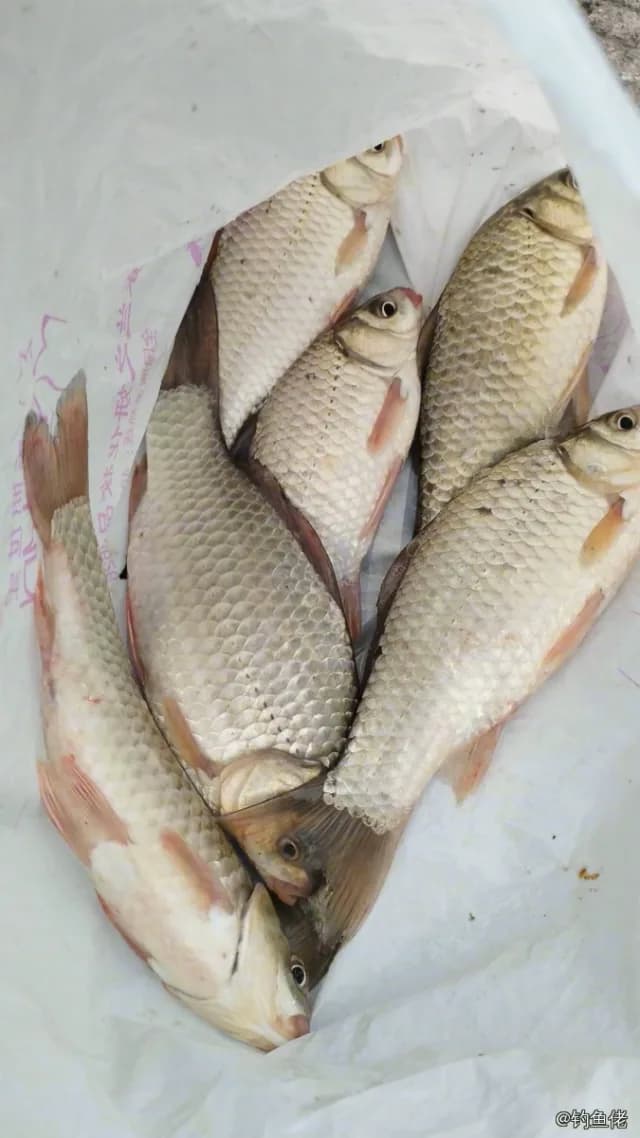 鲫鱼钓获 0.5kg