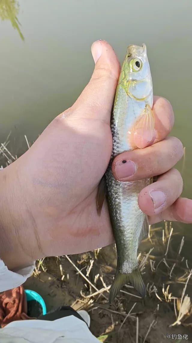 白条钓获 0.15kg