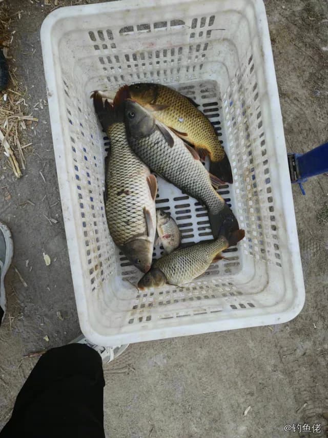 鲤鱼钓获 3.9kg
