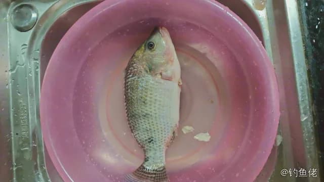 尼罗非鲫钓获 0.5kg