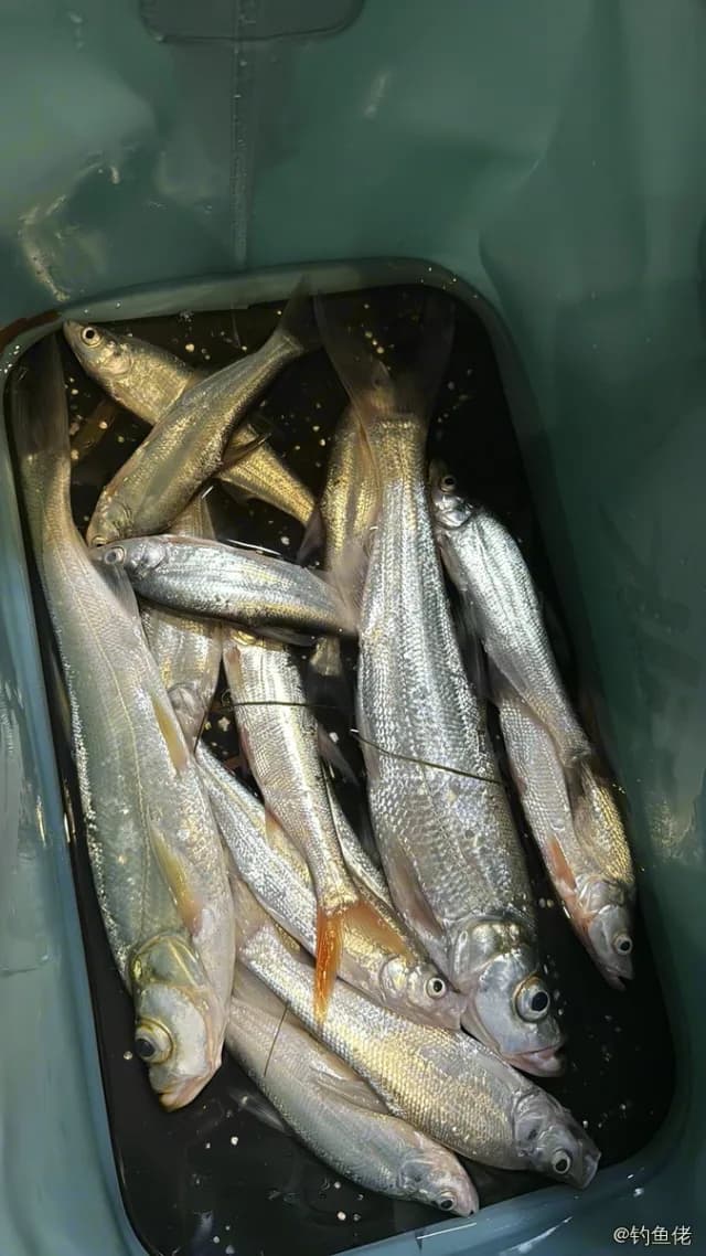 翘嘴鲌钓获 1kg