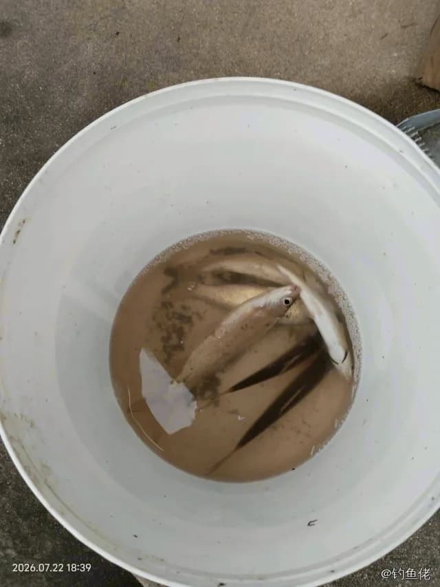 河川沙塘鳢钓获 0.01kg