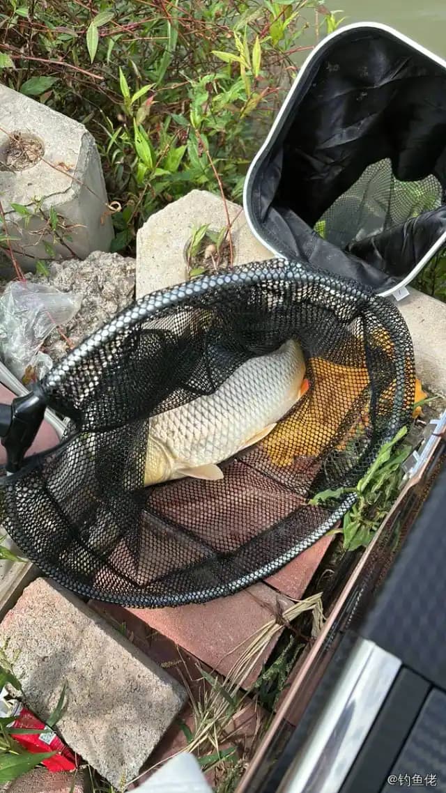 鲤鱼钓获 12kg