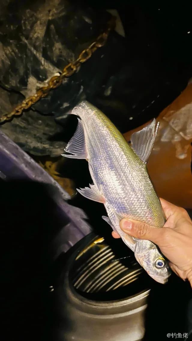 翘嘴鲌钓获 3kg