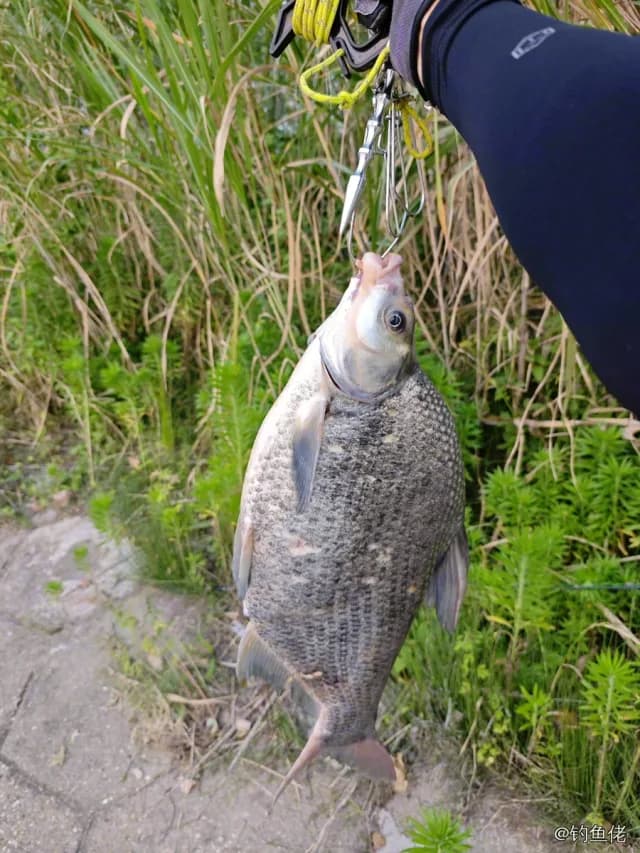团头鲂钓获 3.2kg
